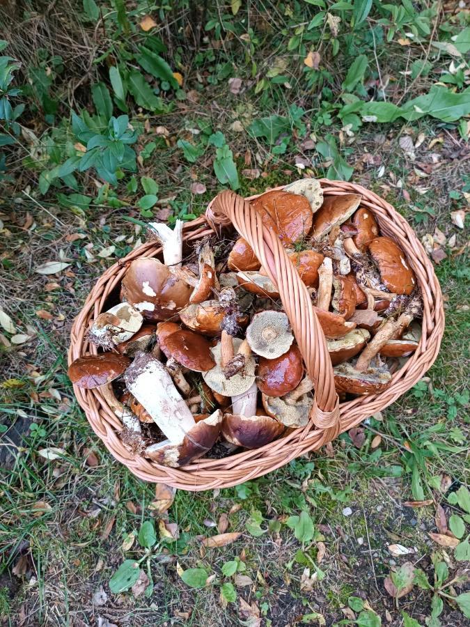 Rykowisko - Domki Caloroczne Nad Jeziorem I Rzeka 什切齐内克 外观 照片